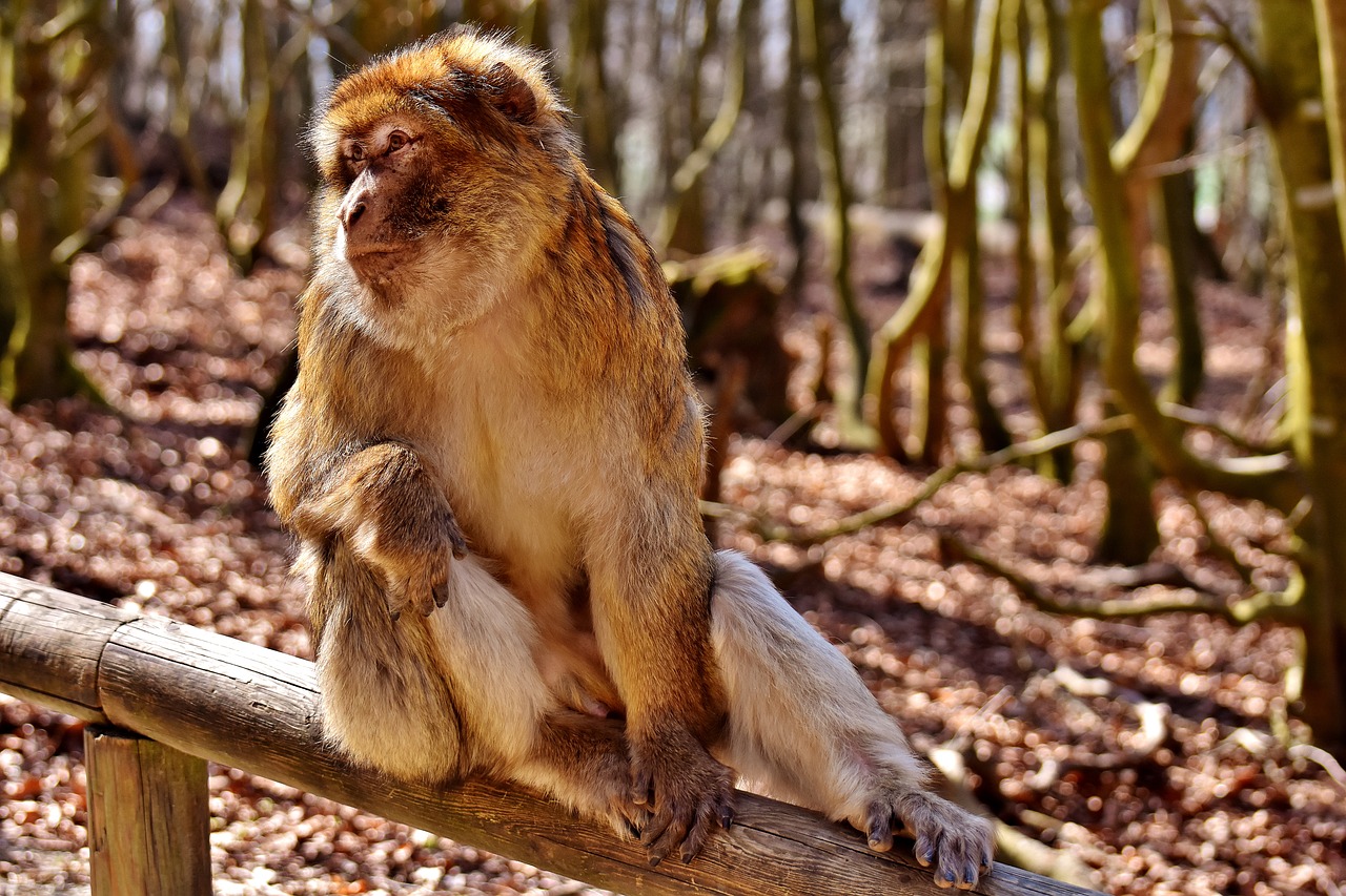 barbary ape cute endangered species free photo