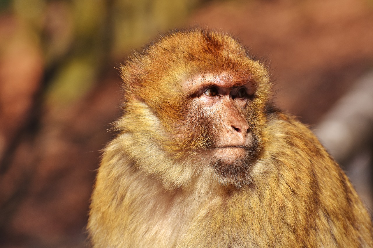 barbary ape cute endangered species free photo