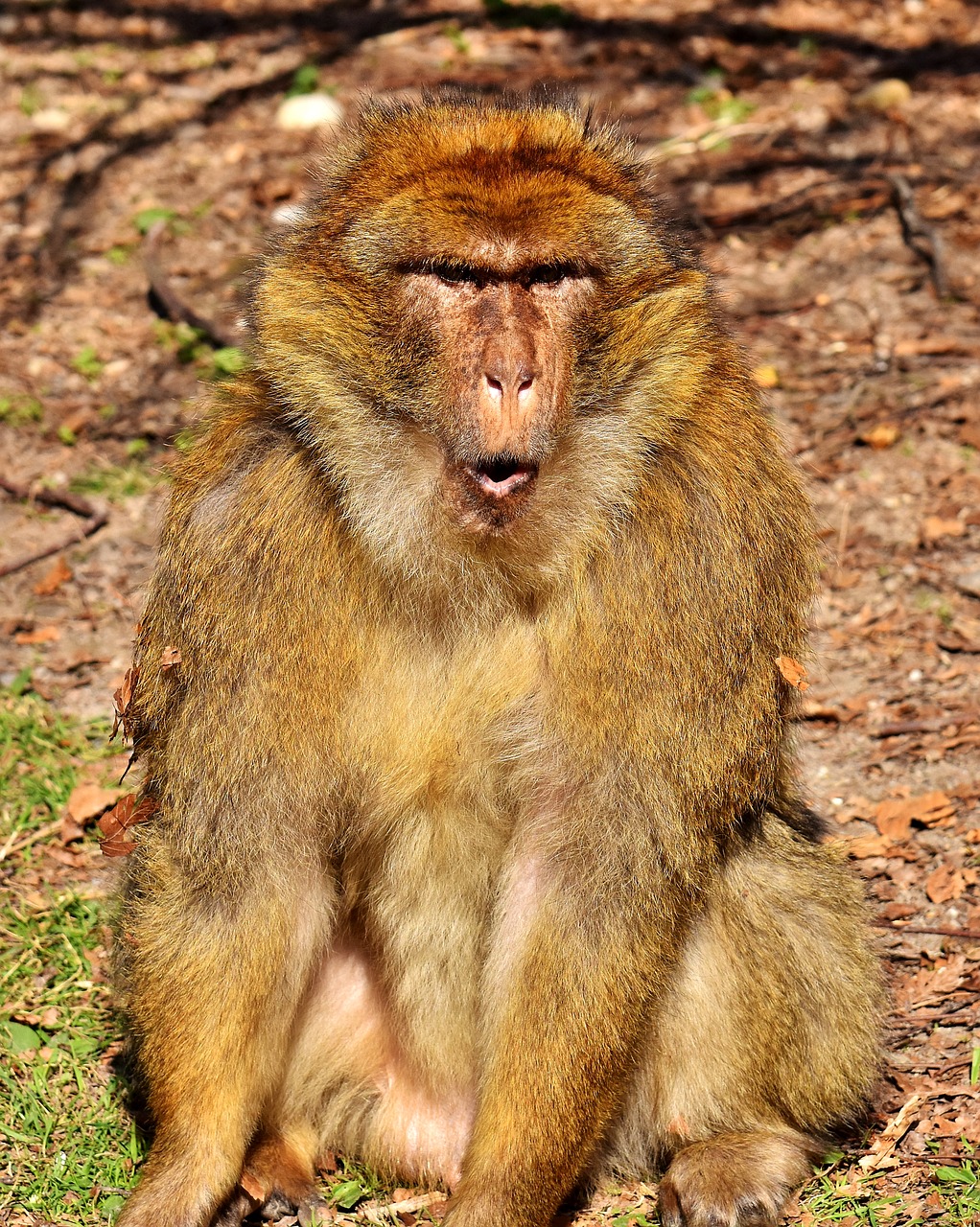 barbary ape endangered species monkey mountain salem free photo