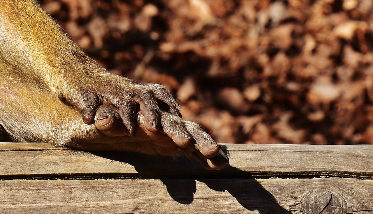 barbary ape foot hand free photo