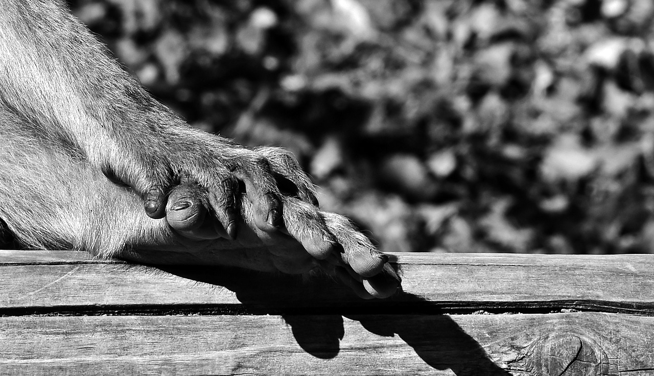 barbary ape foot hand free photo