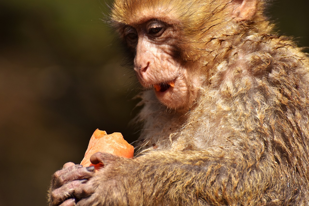 barbary ape endangered species monkey mountain salem free photo