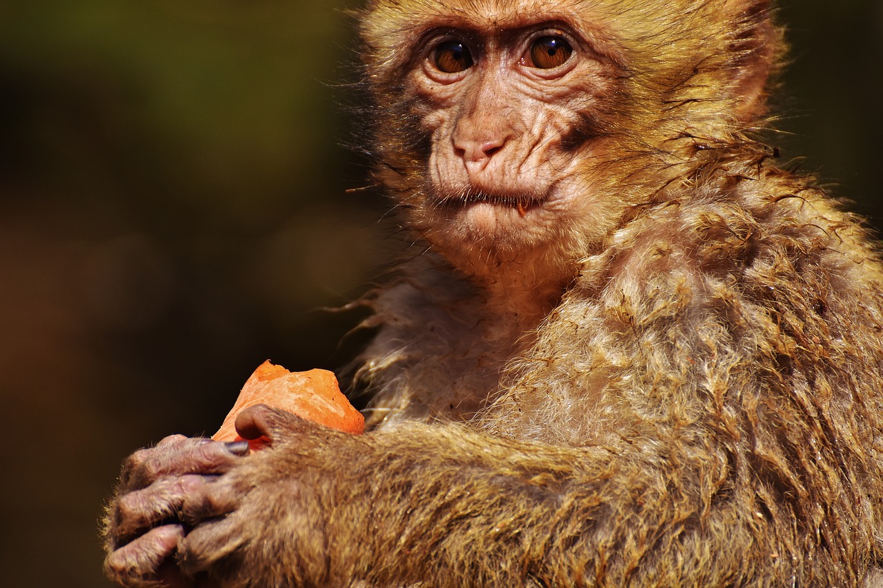 barbary ape eat food free photo