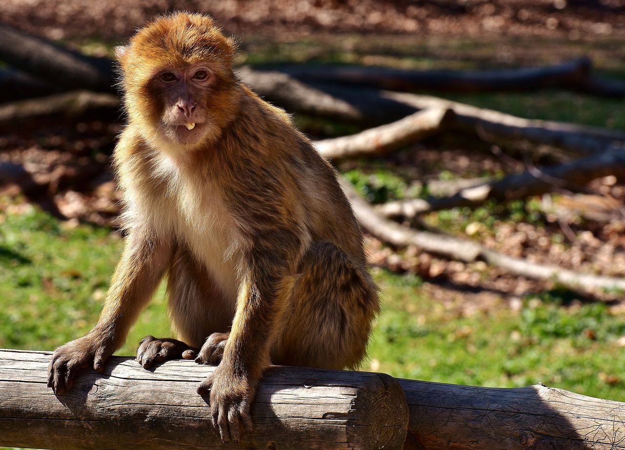 barbary ape eat food free photo