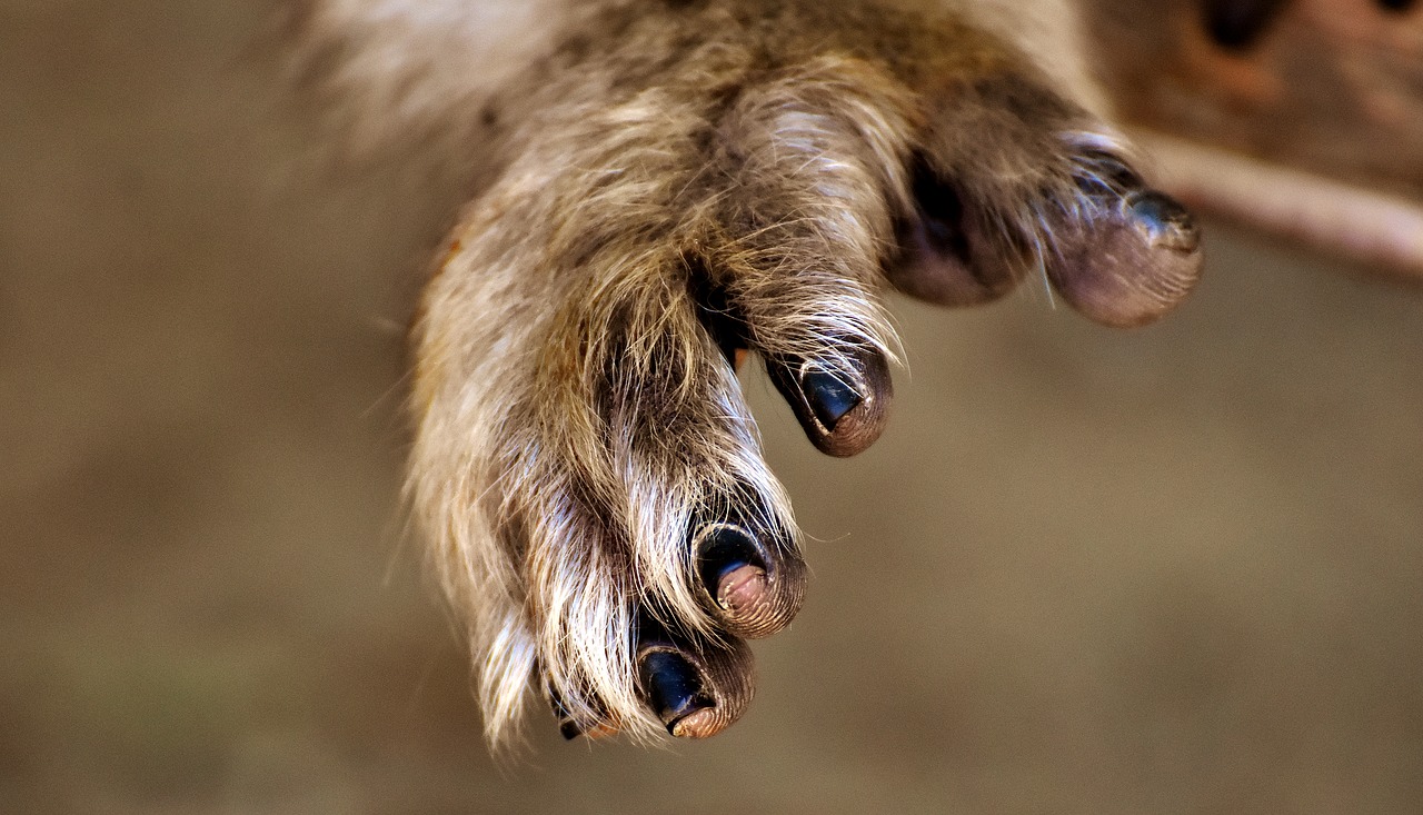 barbary ape hand endangered species free photo