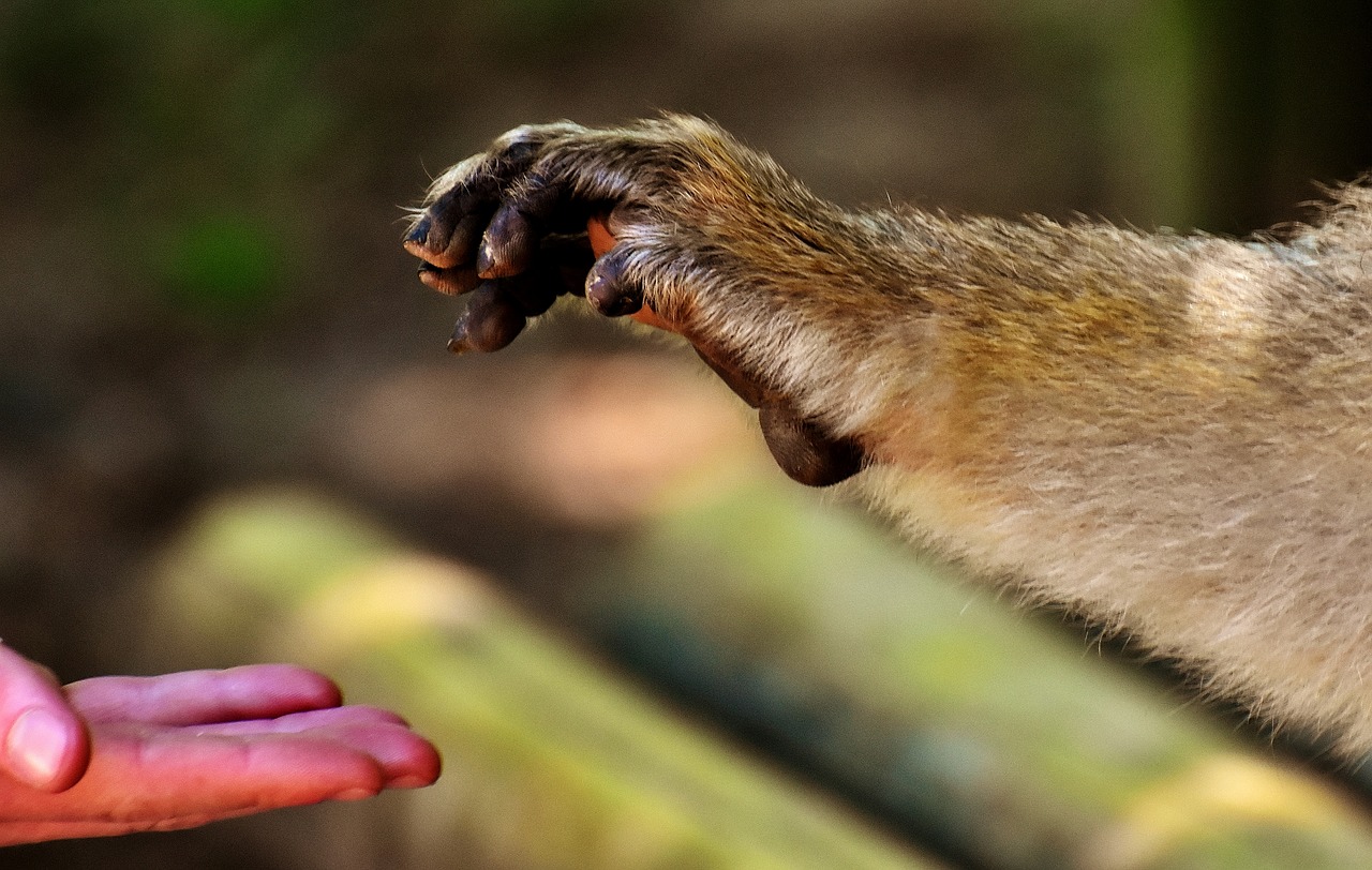 barbary ape endangered species feed free photo