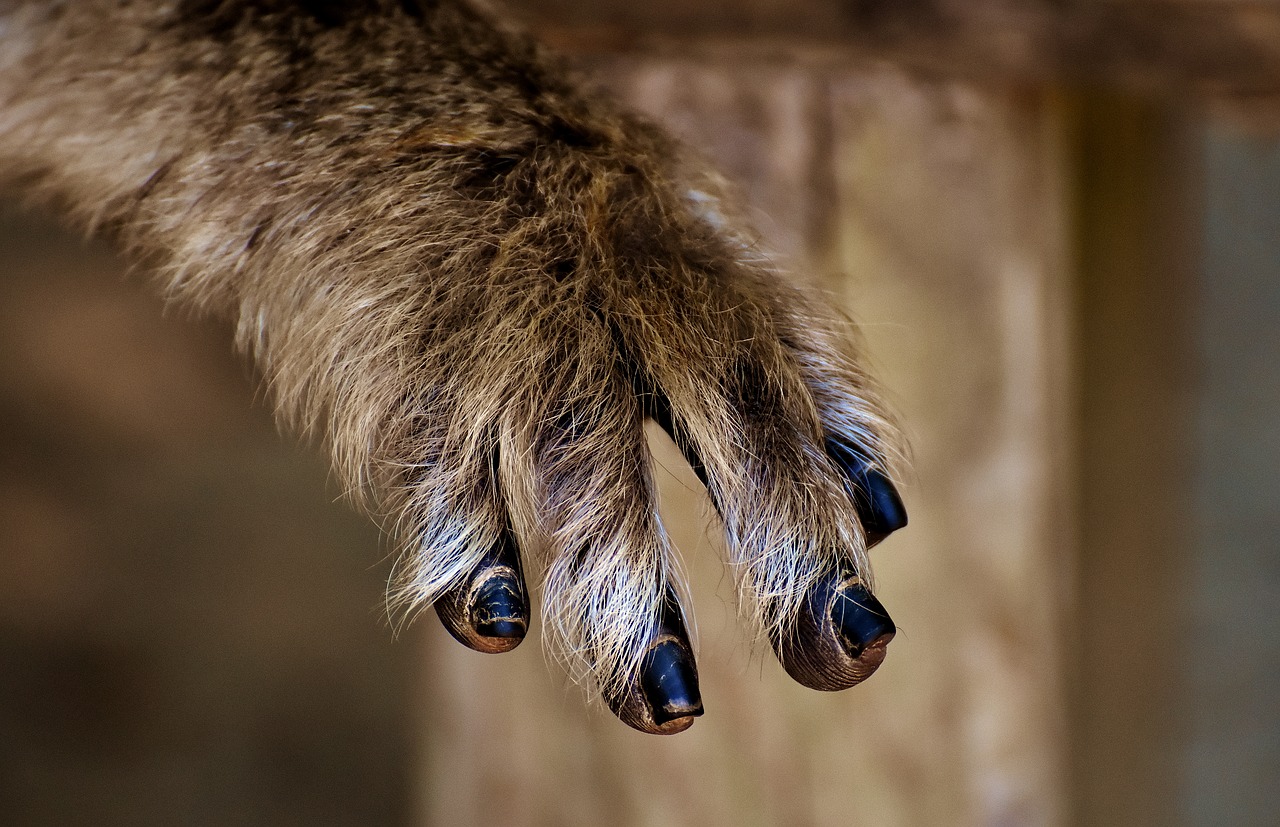 barbary ape foot close free photo