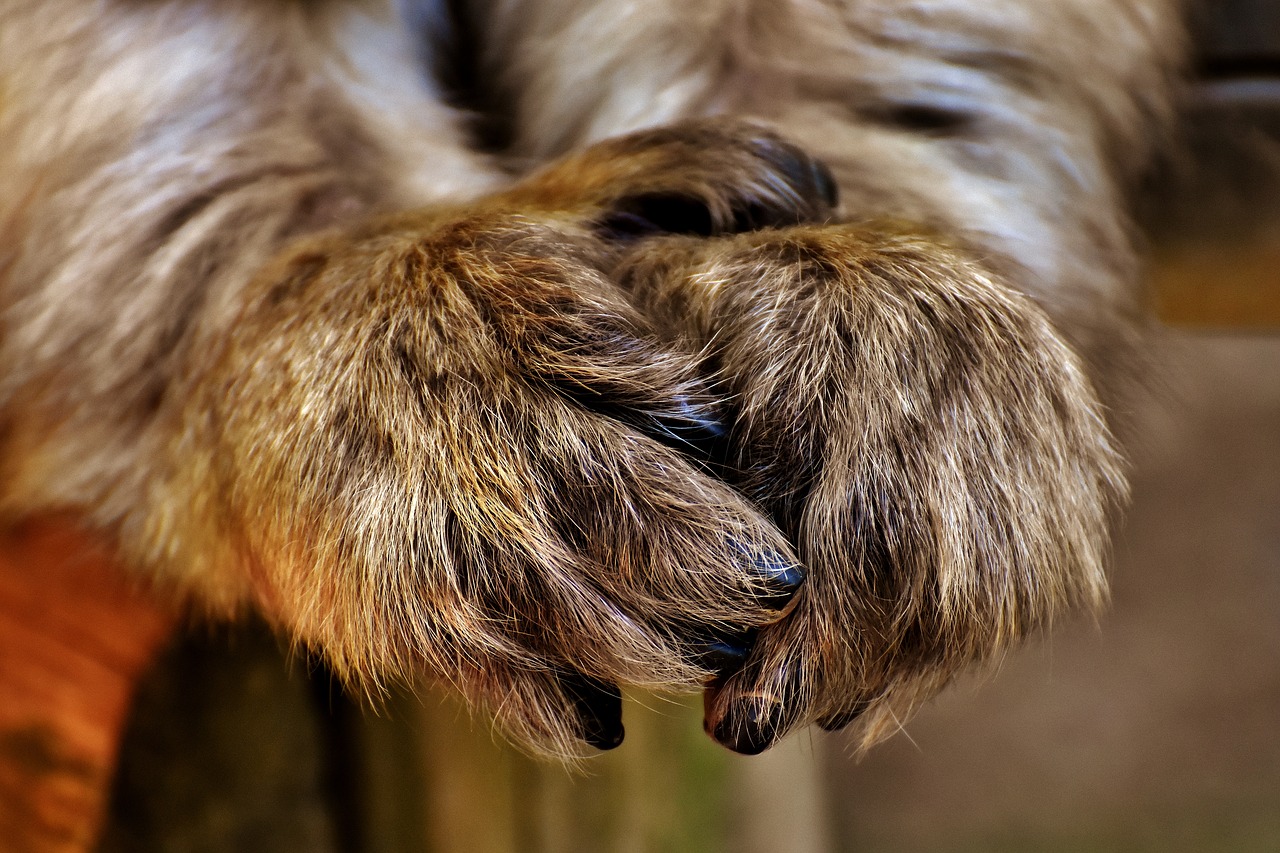 barbary ape feet endangered species free photo