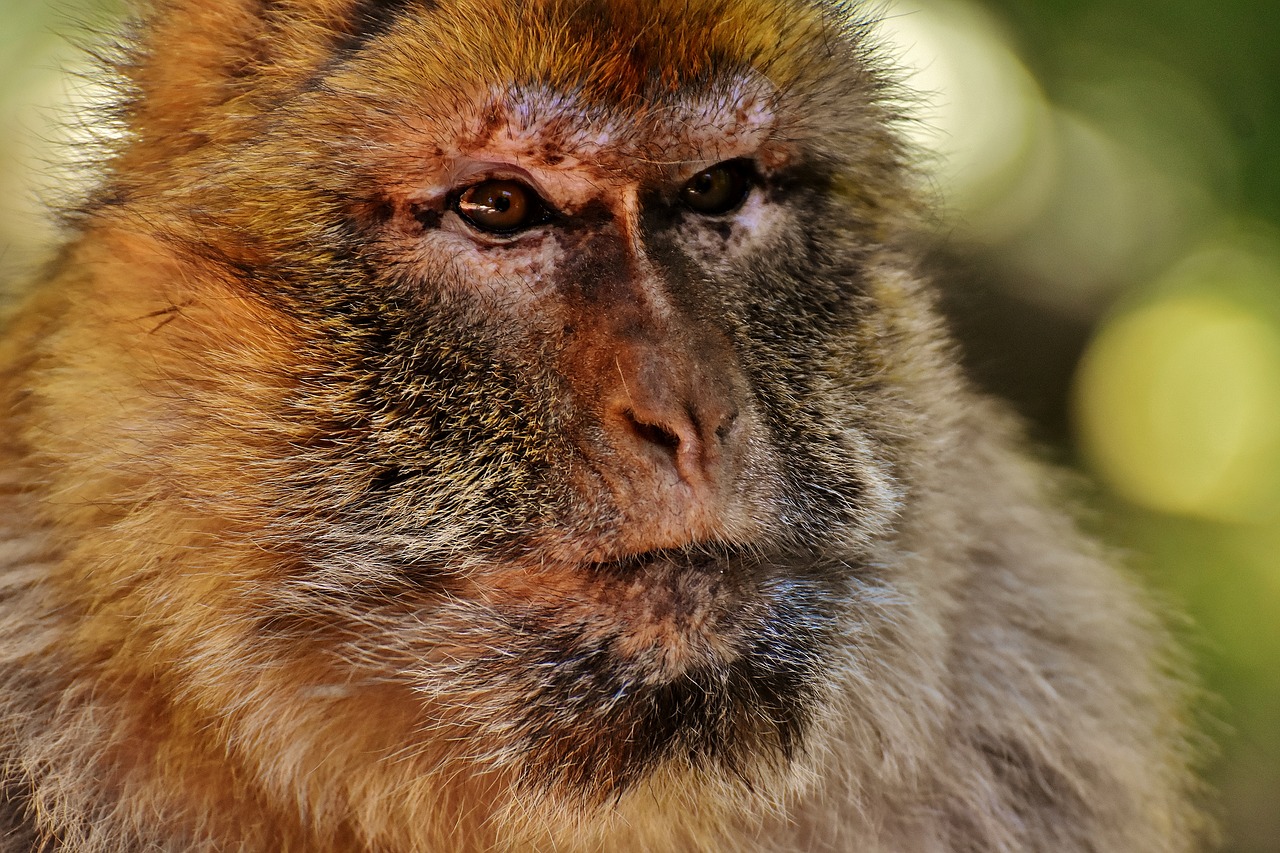 barbary ape endangered species monkey mountain salem free photo