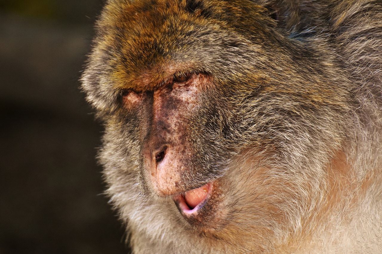 barbary ape endangered species monkey mountain salem free photo