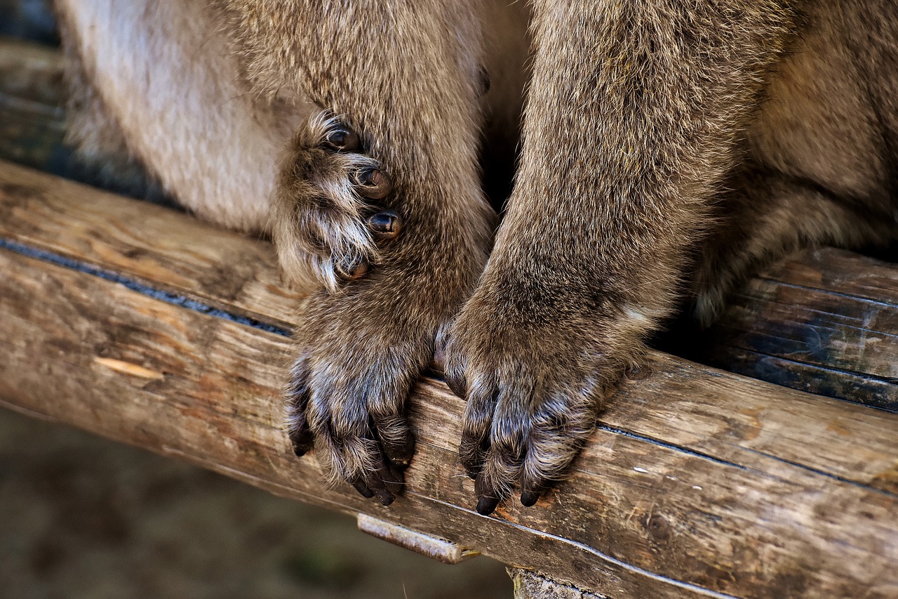 barbary ape hands feet free photo