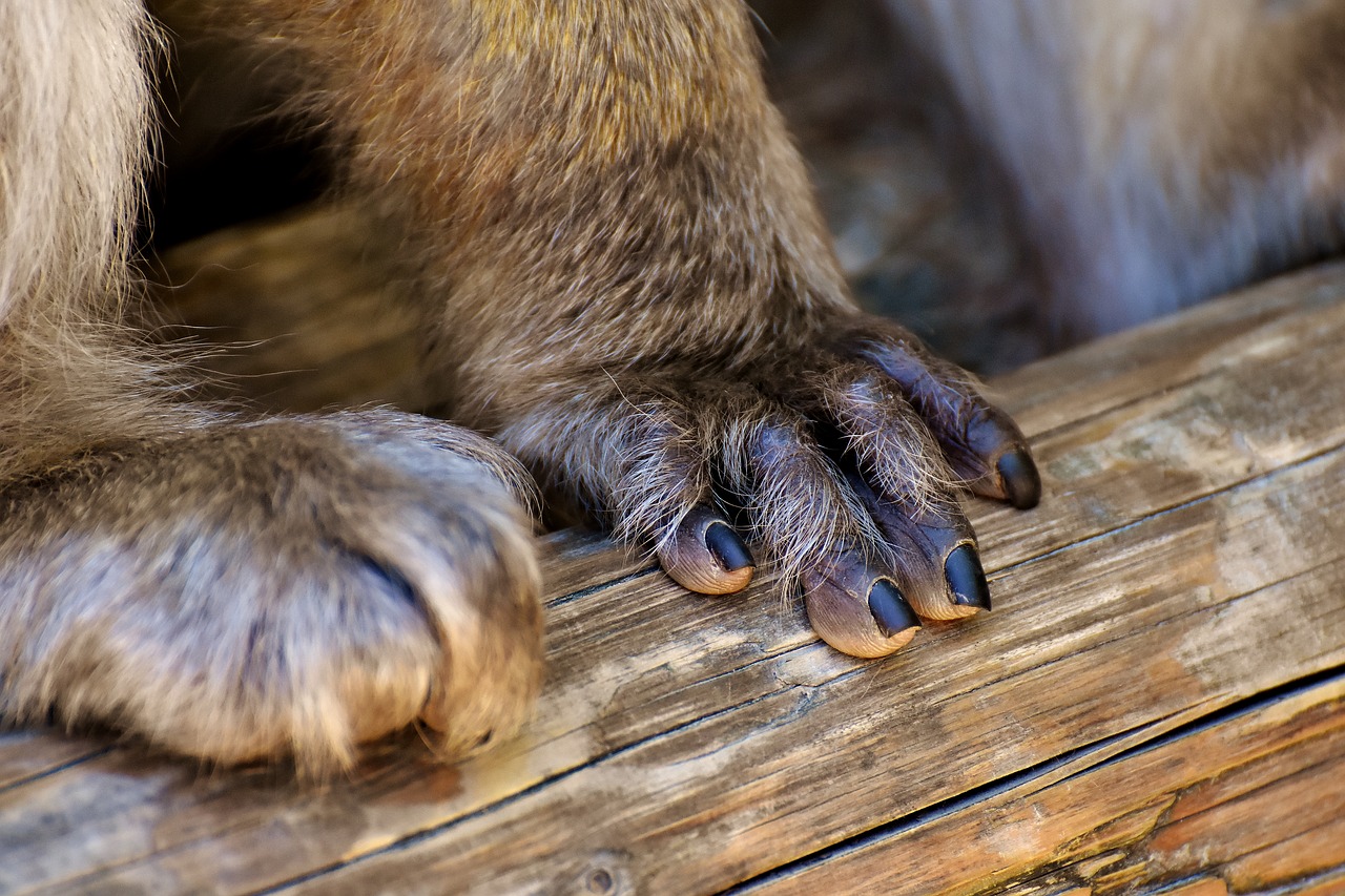 barbary ape hand foot free photo