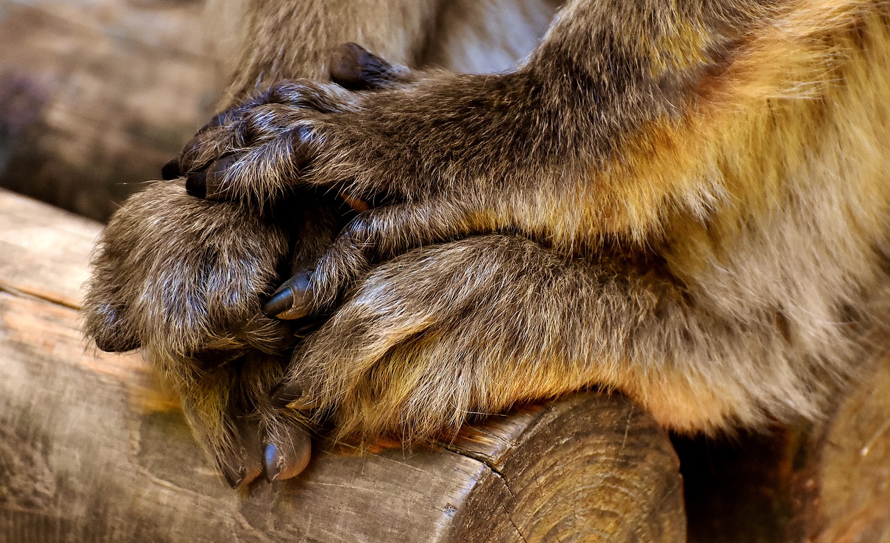 barbary ape hand foot free photo