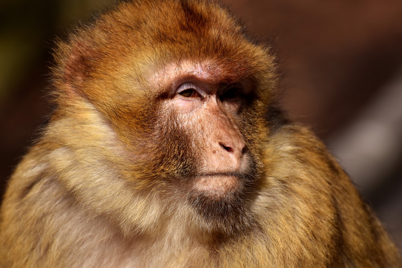 barbary ape endangered species monkey mountain salem free photo