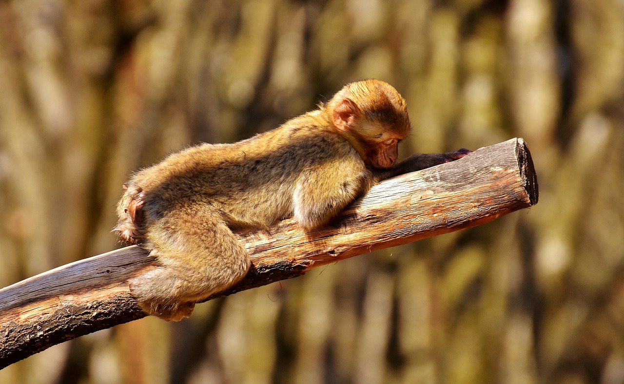 barbary ape endangered species monkey mountain salem free photo