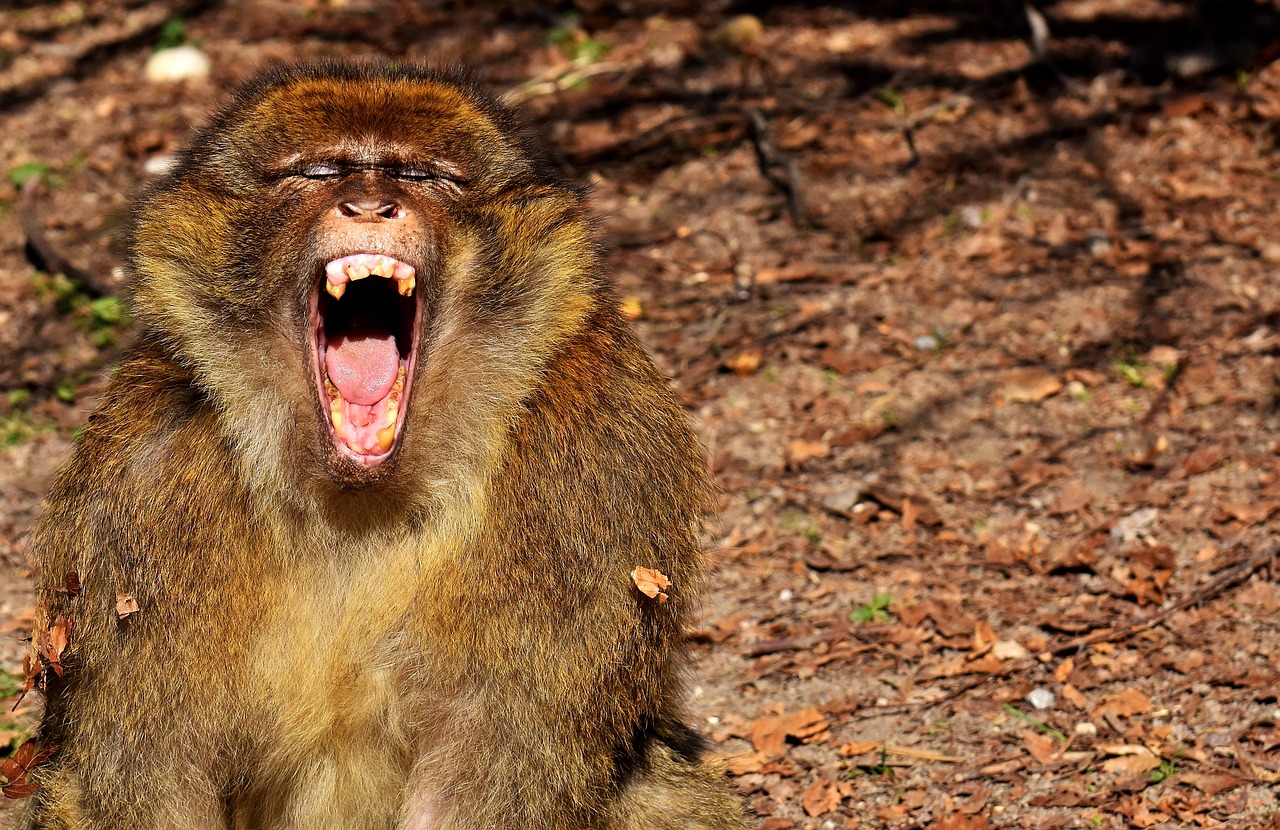 barbary ape yawn endangered species free photo