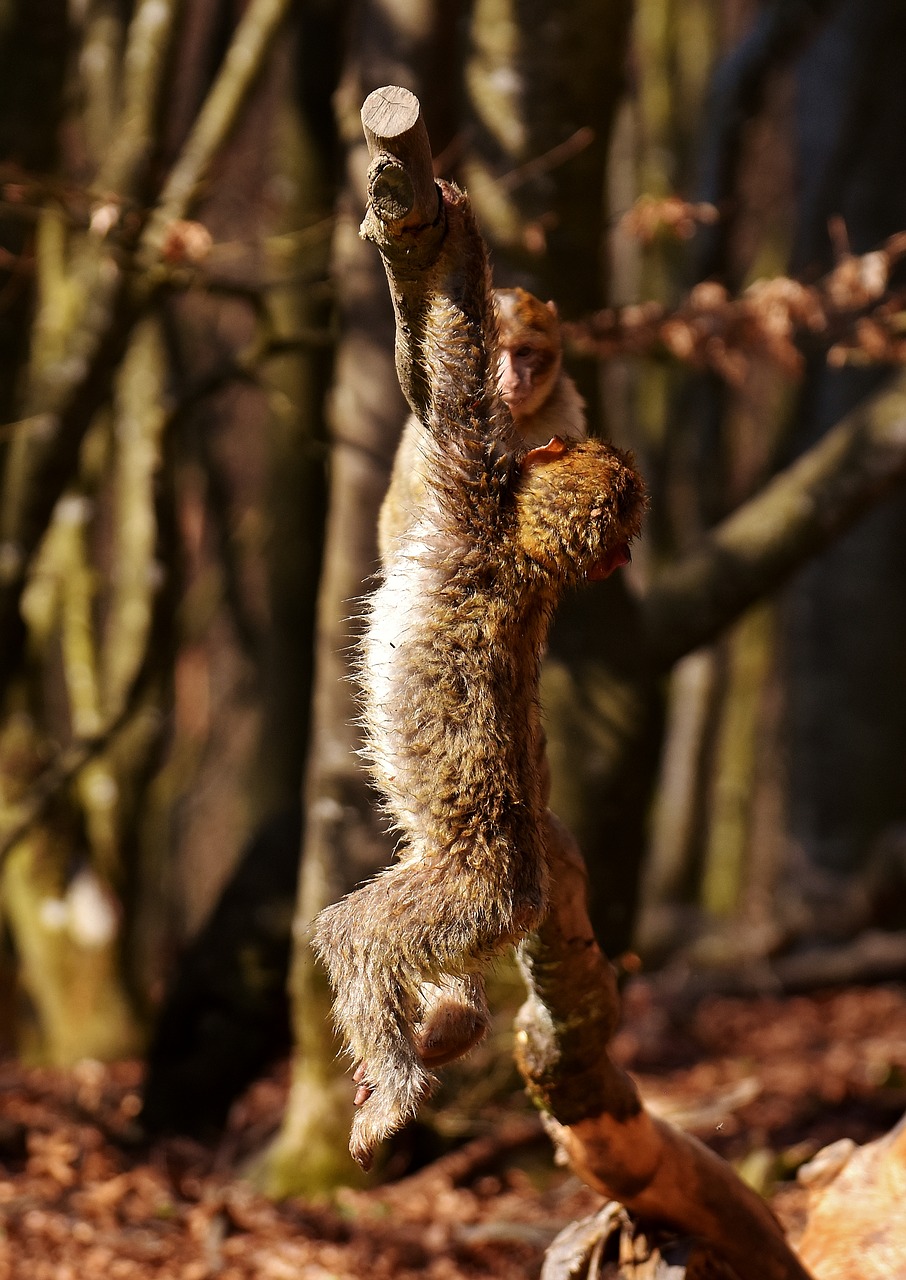 barbary ape young play free photo