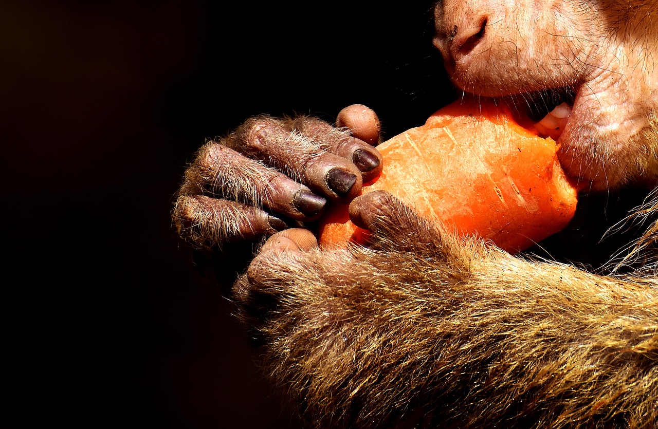 barbary ape close cute free photo