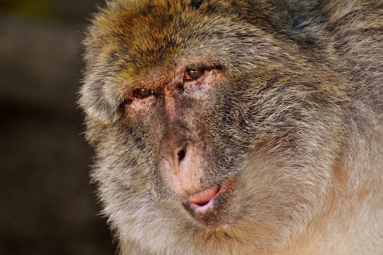 barbary ape endangered species monkey mountain salem free photo