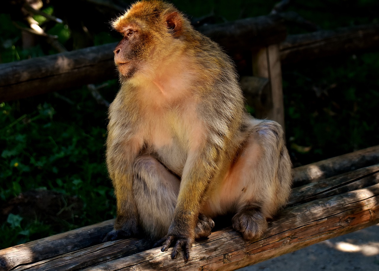 barbary ape endangered species monkey mountain salem free photo