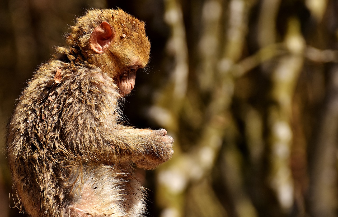 barbary ape cute endangered species free photo