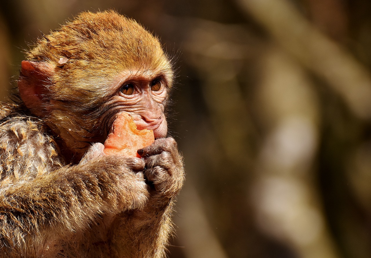 barbary ape eat carrot free photo