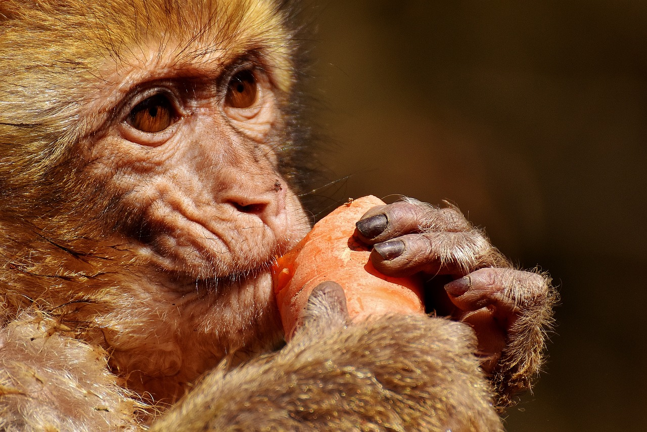 barbary ape eat carrot free photo