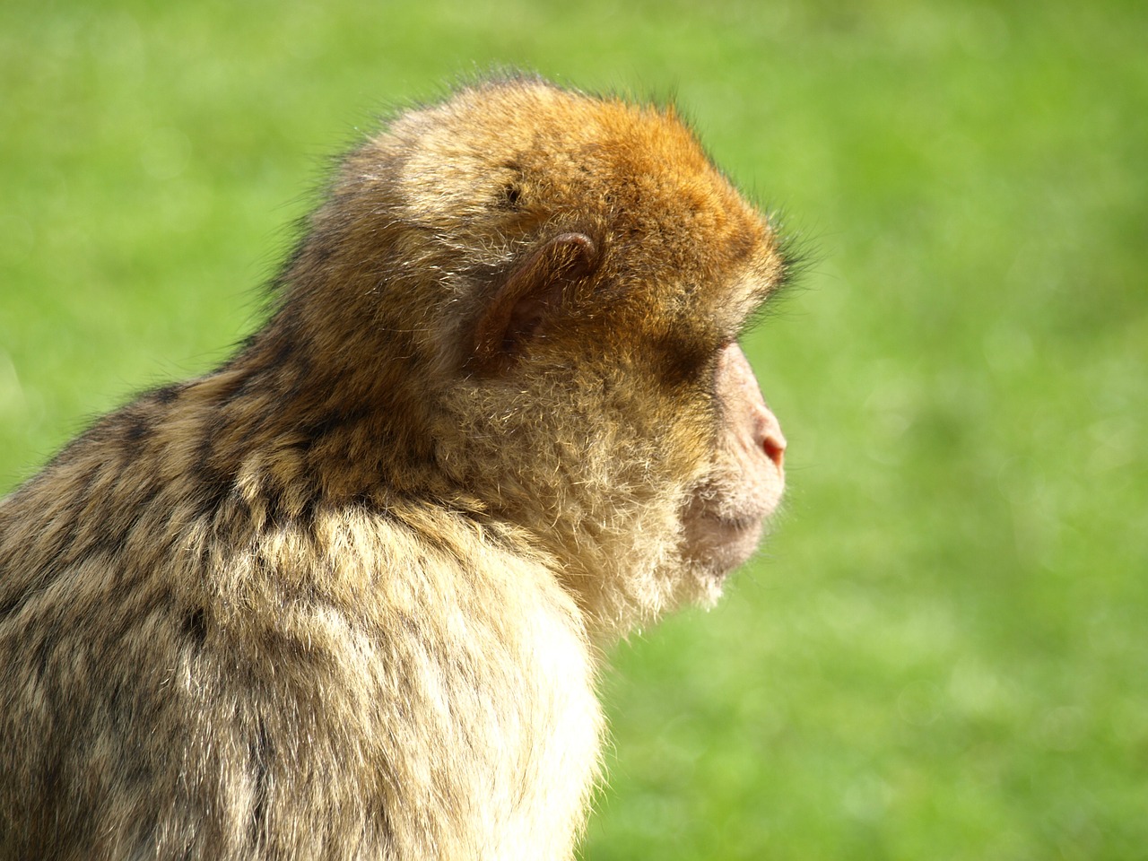 barbary ape monkey portrait free photo