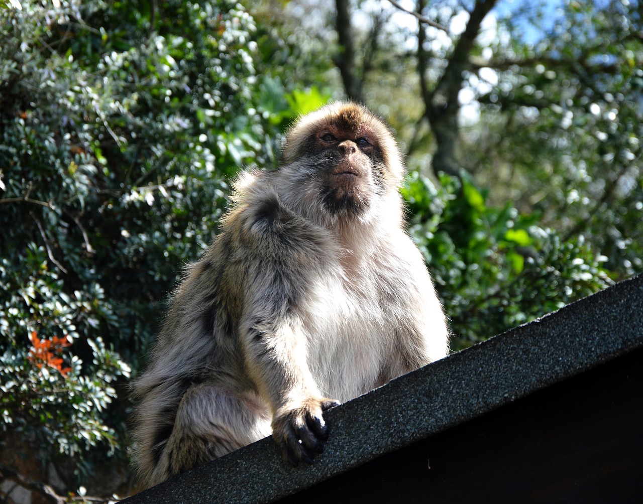 barbary ape  monkey rock  gibraltar free photo