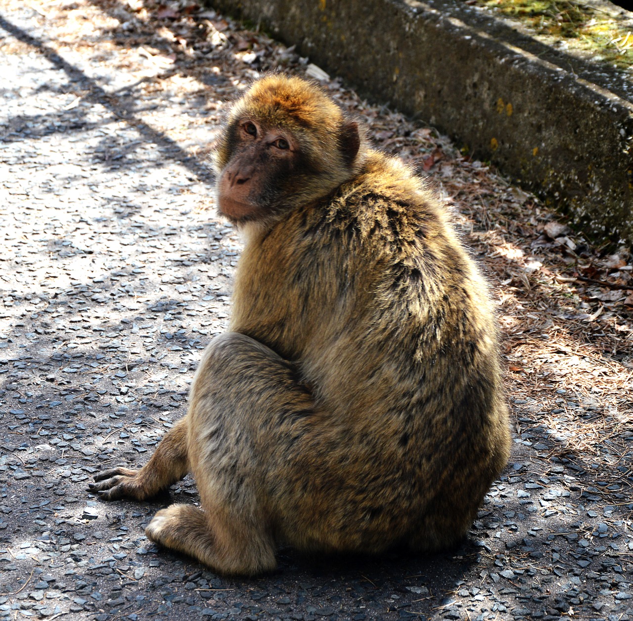 barbary ape  monkey rock  gibraltar free photo