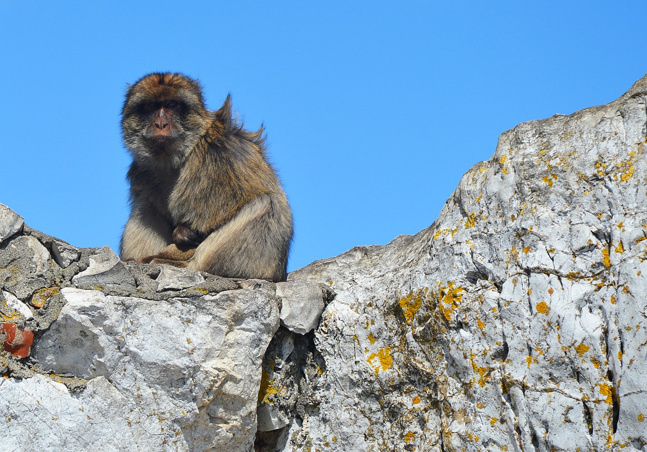 barbary ape  monkey rock  gibraltar free photo