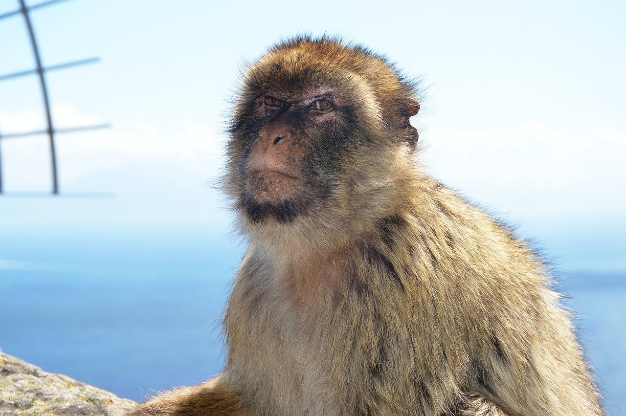 barbary ape  monkey rock  gibraltar free photo