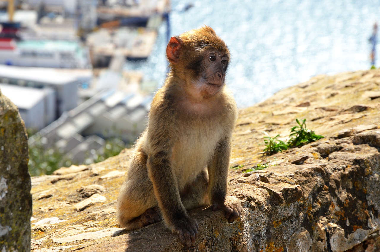 Скала обезьяна. Скальные обезьяны. Скальные обезьяны Вьетнама. Гибралтар обезьяны. Обезьяни скалы.