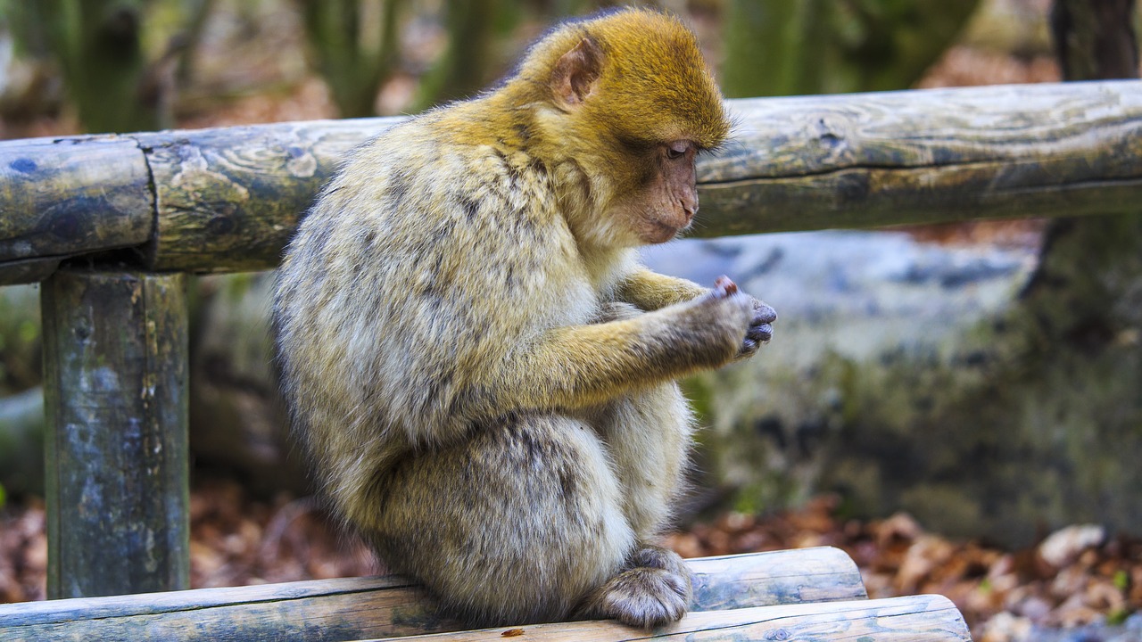 barbary ape  monkey  monkey mountain free photo