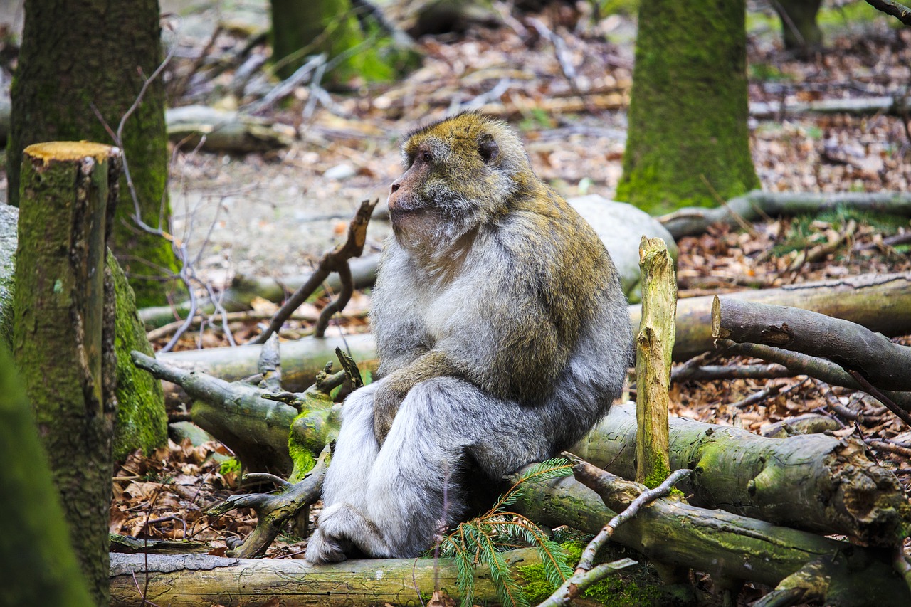 barbary ape  monkey  relax free photo