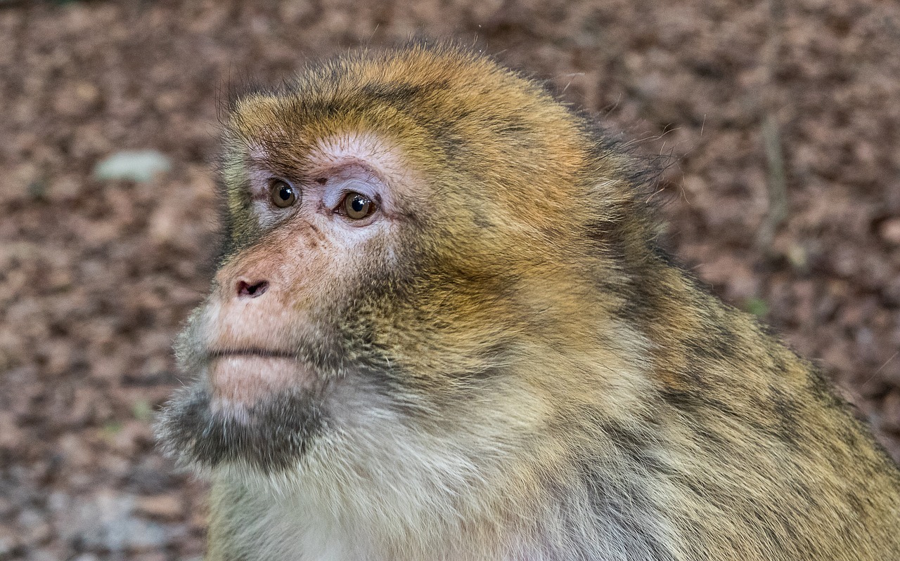 barbary ape  monkey  primate free photo