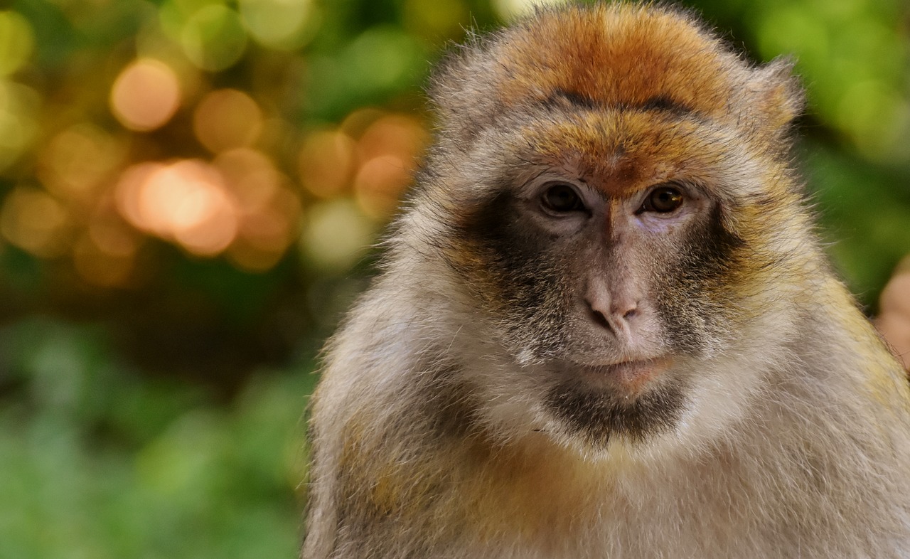 barbary ape  endangered species  monkey mountain salem free photo