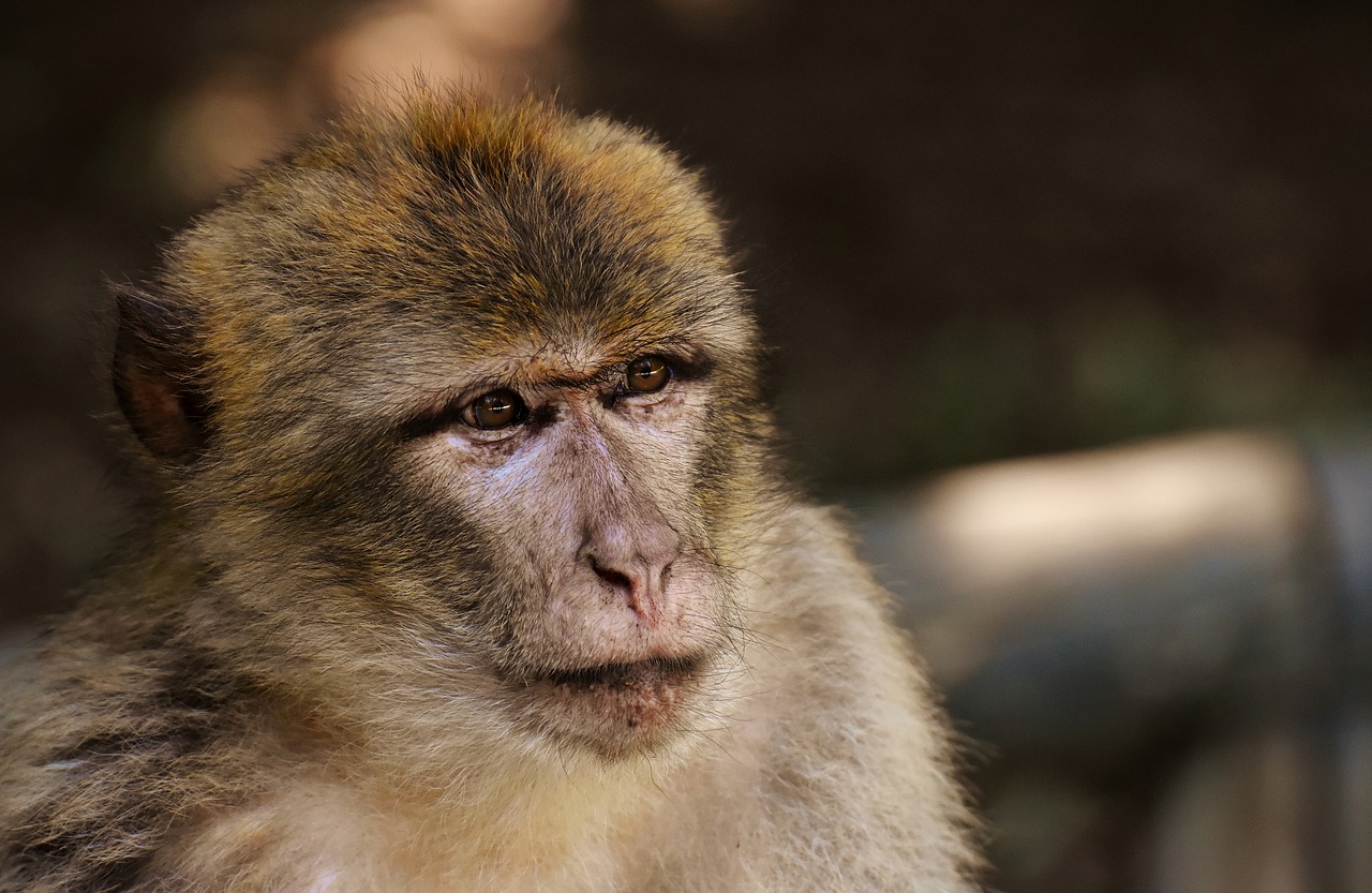 barbary ape  endangered species  monkey mountain salem free photo