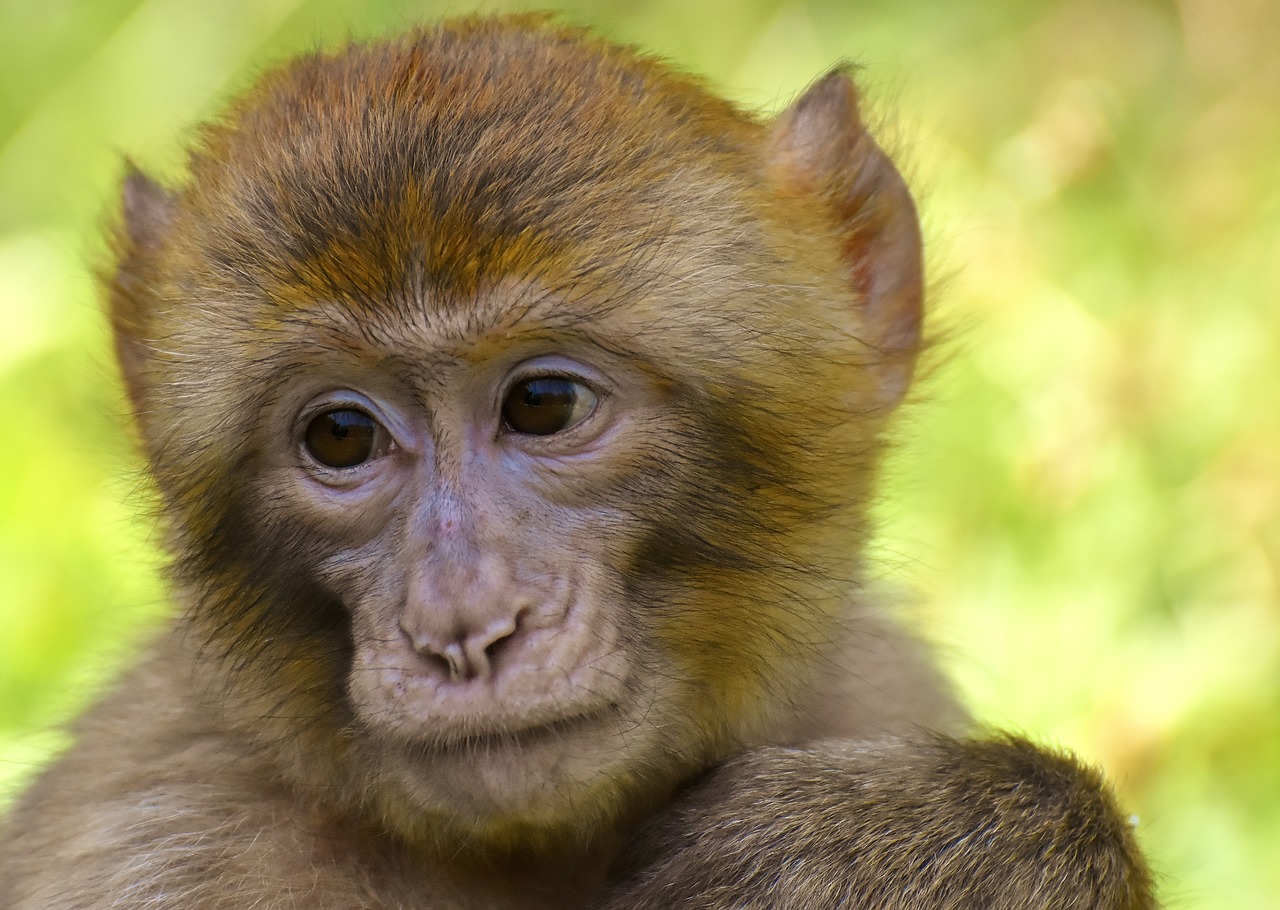 barbary ape  monkey  mammal free photo
