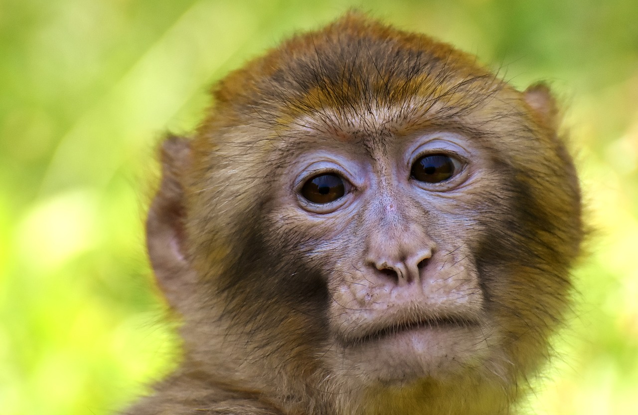 barbary ape  endangered species  monkey mountain salem free photo