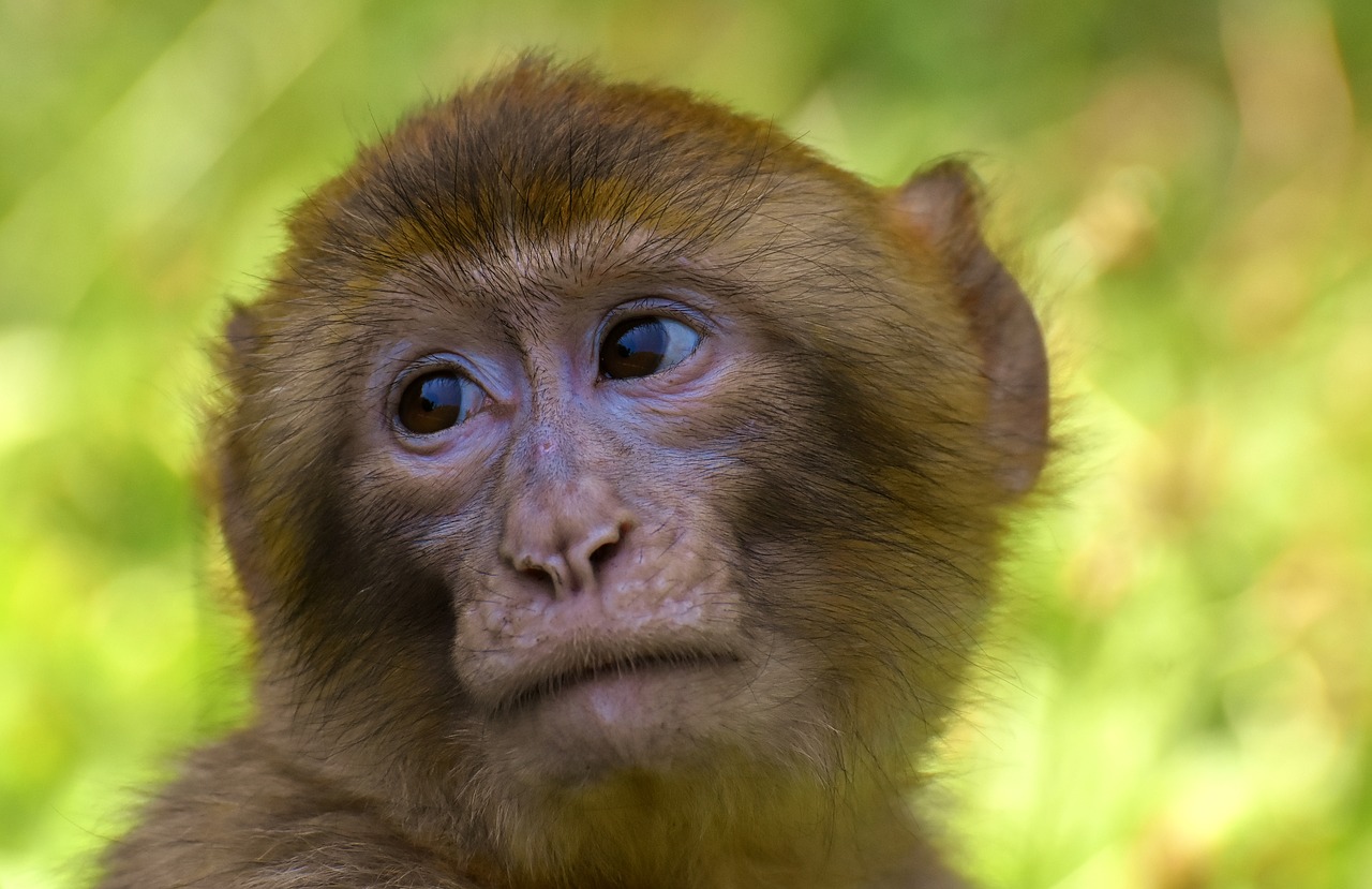 barbary ape  endangered species  monkey mountain salem free photo