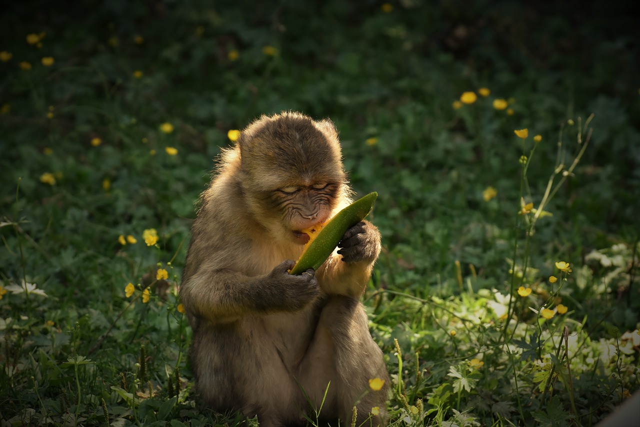 barbary ape  endangered species  monkey mountain salem free photo