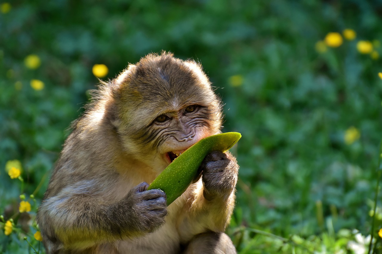 barbary ape  endangered species  monkey mountain salem free photo