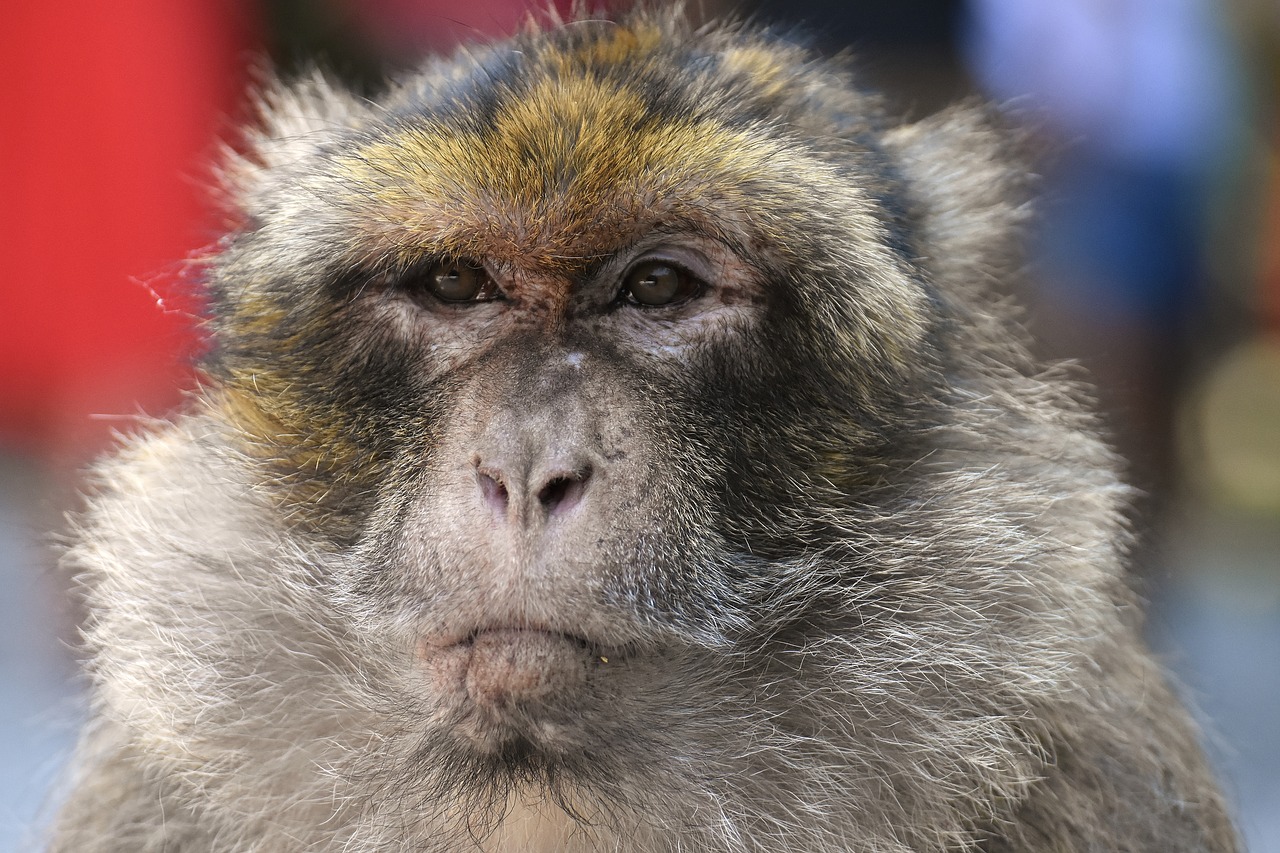 barbary ape  endangered species  monkey mountain salem free photo