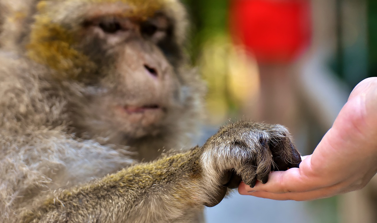 barbary ape  feed  endangered species free photo