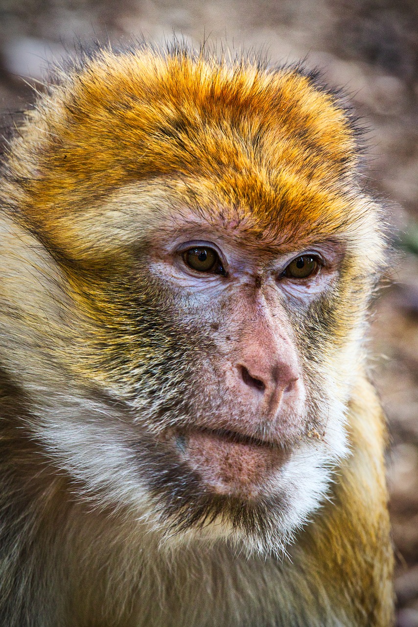 barbary ape  monkey  mahogany free photo