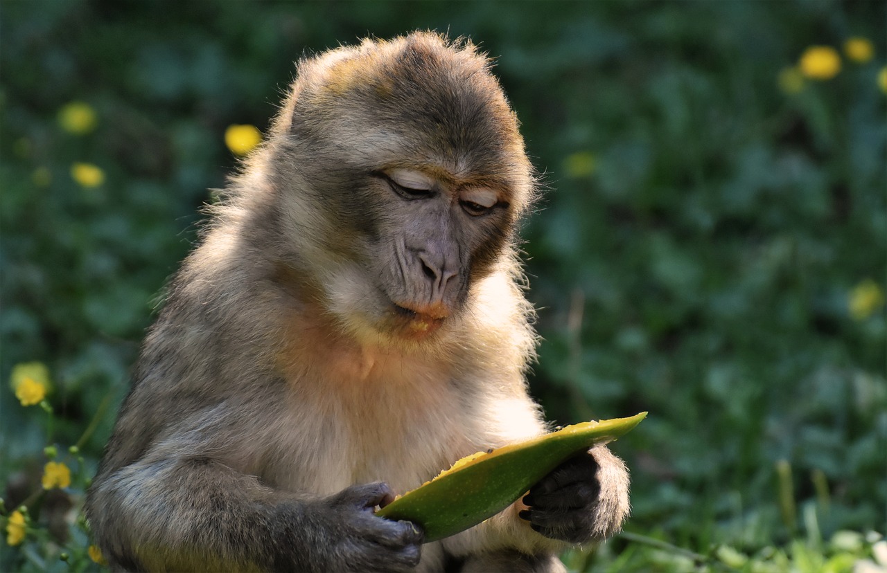 barbary ape  endangered species  monkey mountain salem free photo