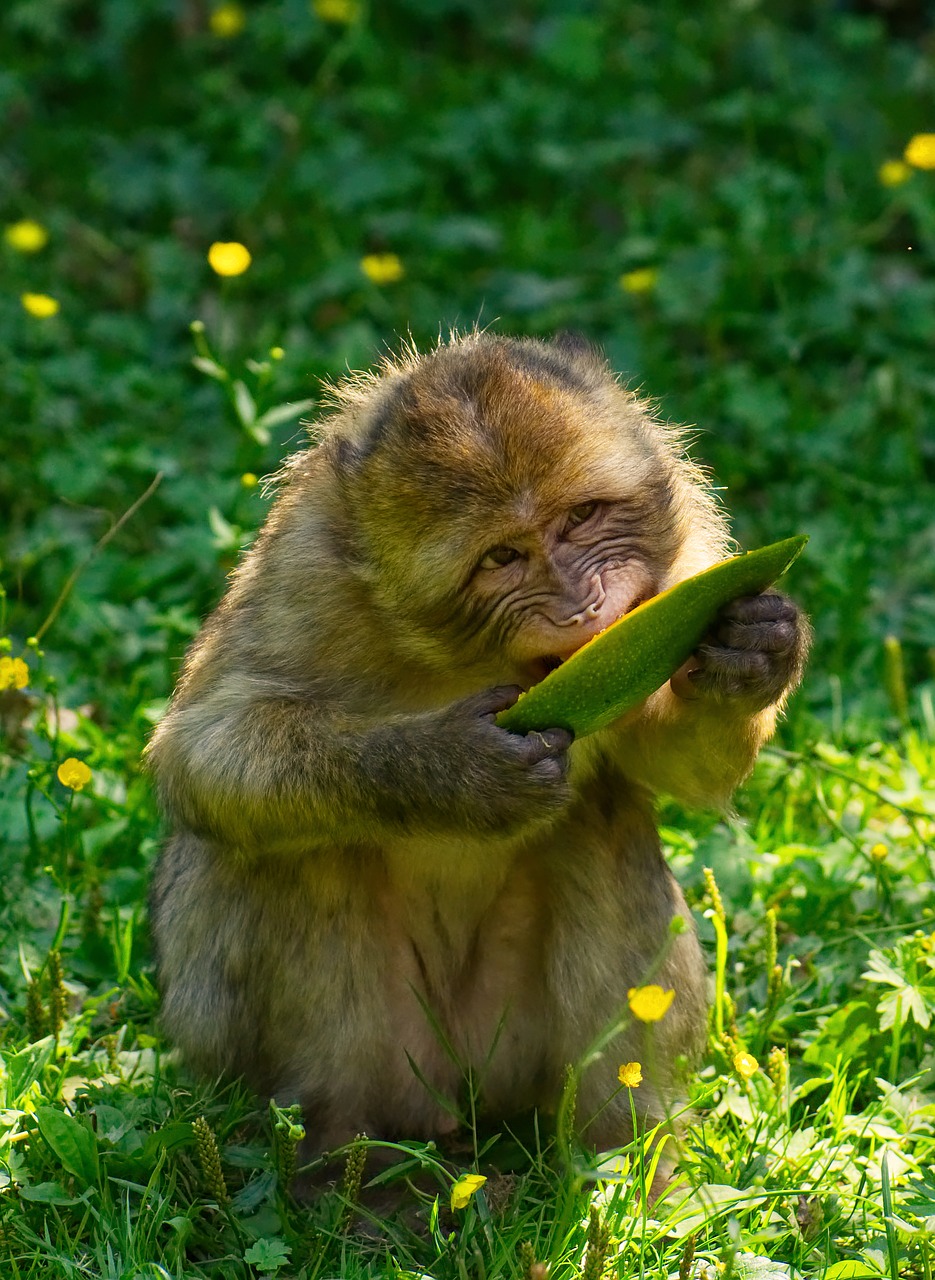 barbary ape  endangered species  monkey mountain salem free photo