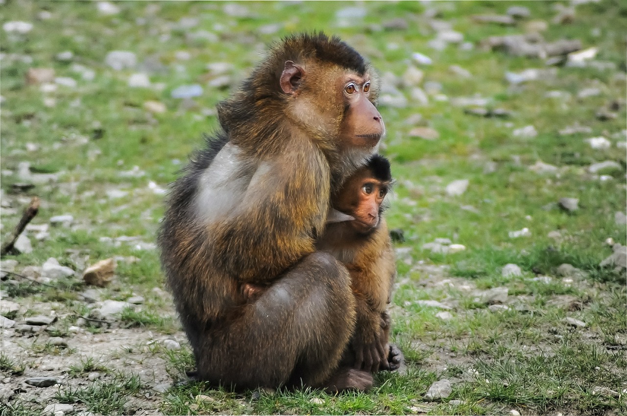 barbary ape ape barbary macaque free photo