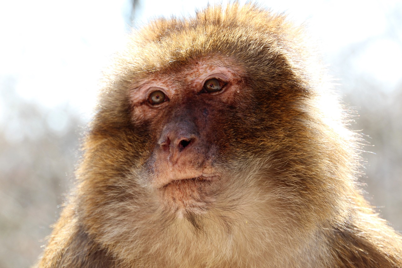 barbary ape  brown  monkey mountain in alsace free photo